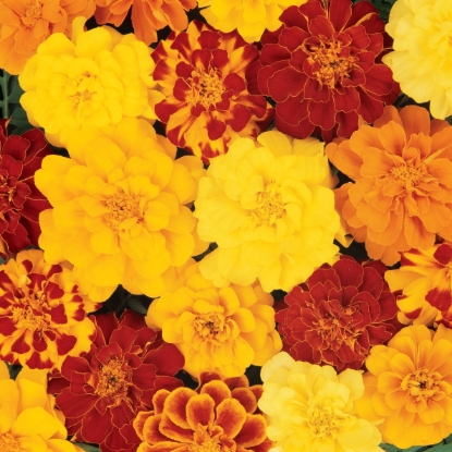 Picture of Marigold French - Durango Mixed